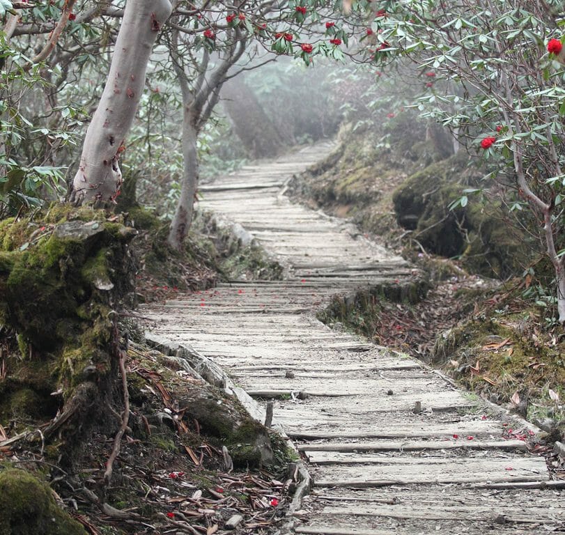 Yuksom Nature Trail, Kanchenjunga National Park, Sikkim, India