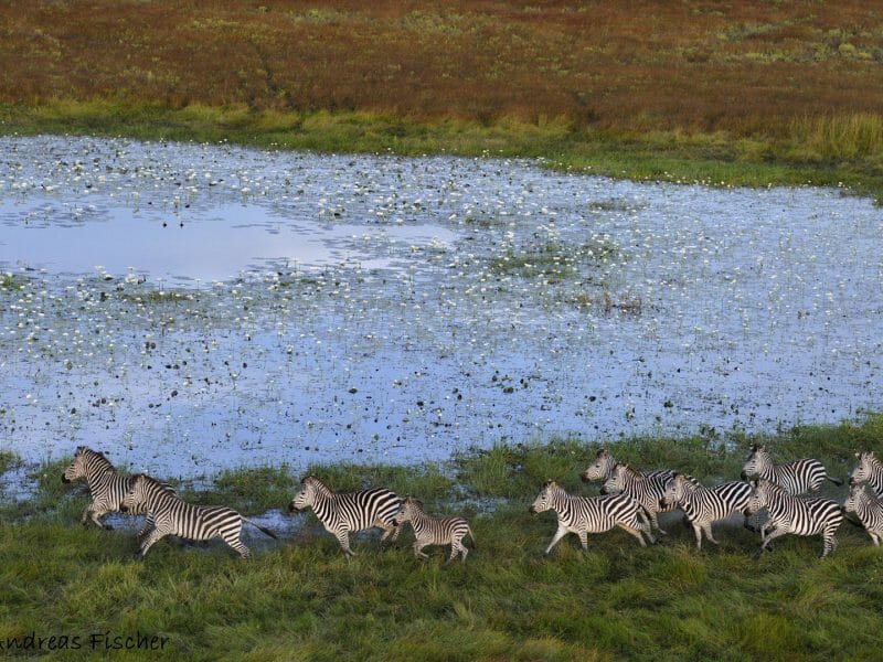 Zebra running on plains, Liuwa Plains, Zambia