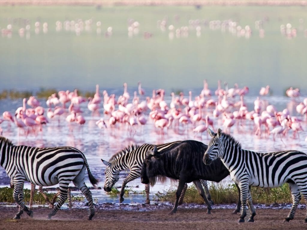 Zebras and a wildebeest walking beside the lake, Ngorongoro Crater, Tanzania