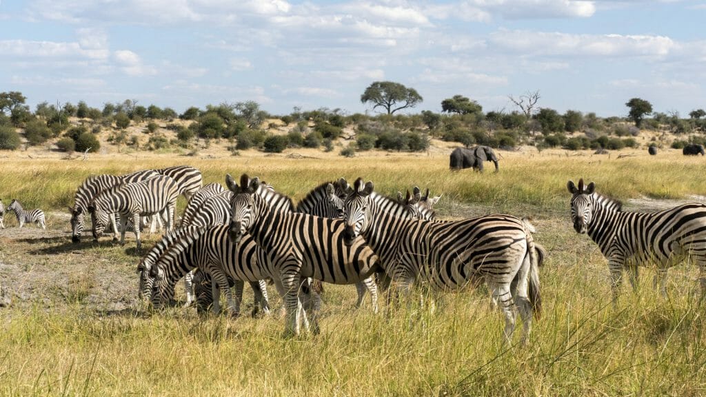 Zebra migration, Boteti River, Makgadkgadi Pans, Botswana