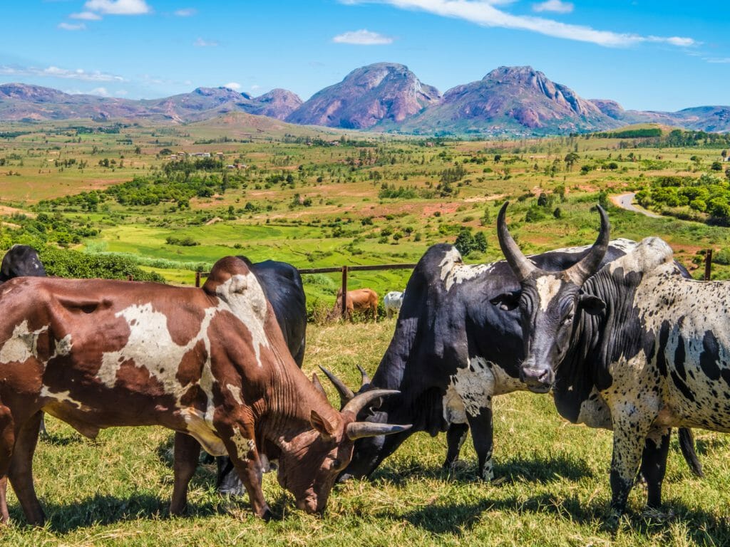 Zebu market, Madagascar