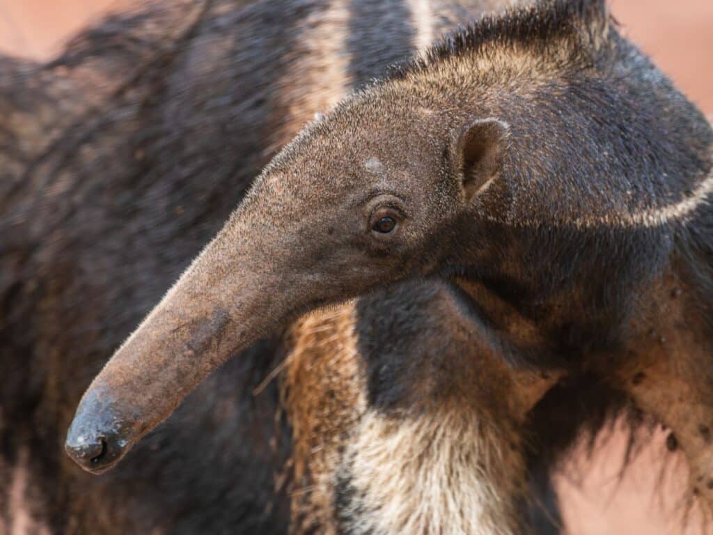 Giant Anteater, Guyana