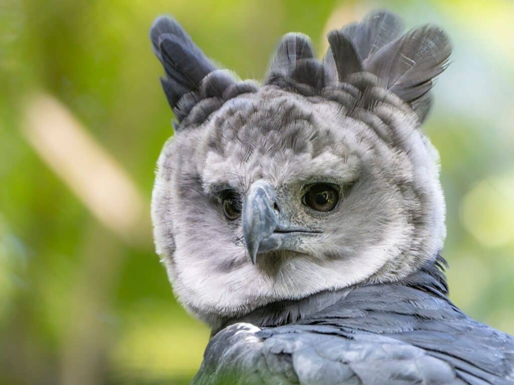 Harpy Eagle, Guyana