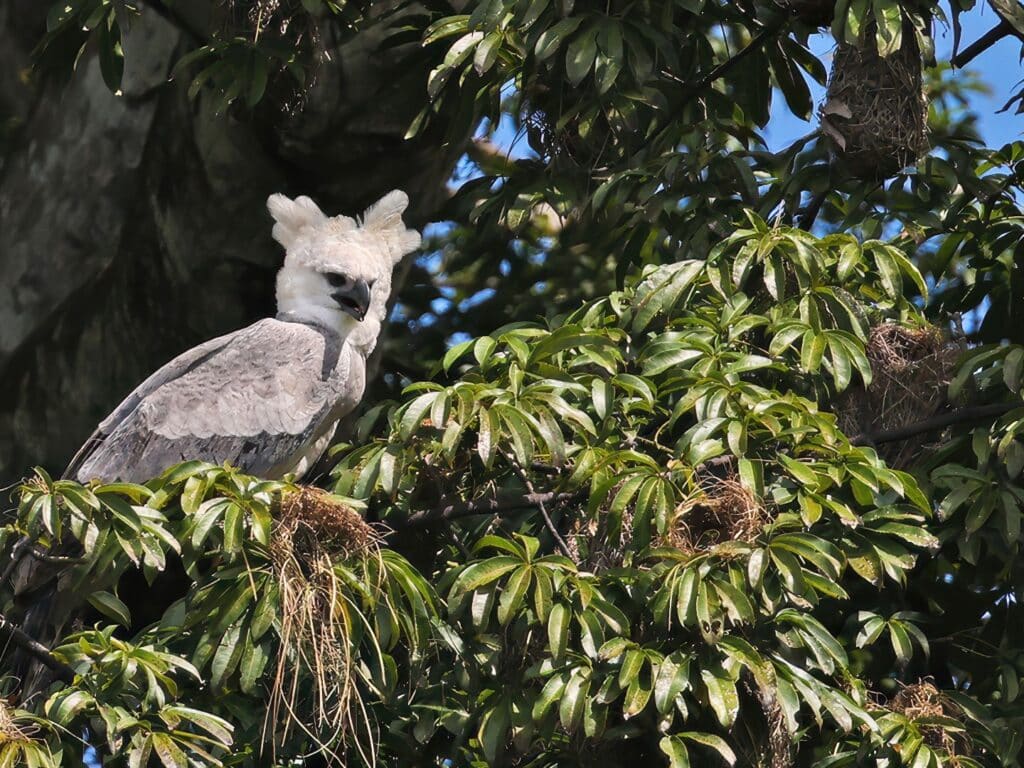 Harpy Eagle, Guyana