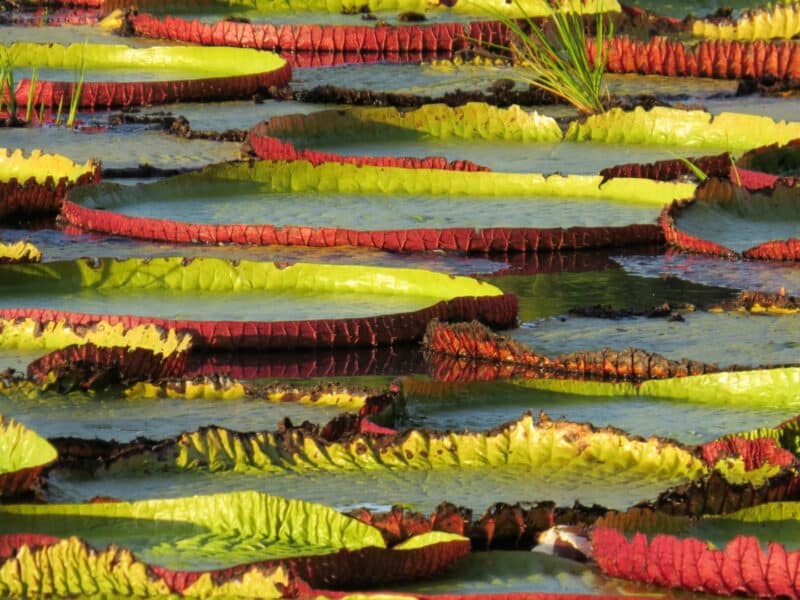 Giant Lilypads, Guyana