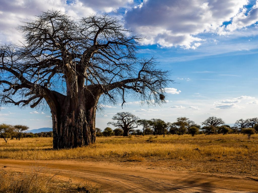 Baobab, Tarangire, Tanzania