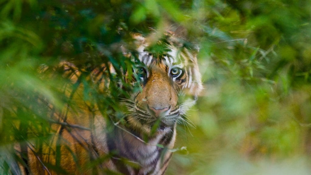 Bengal Tiger, Bandhavgarh National Park, India