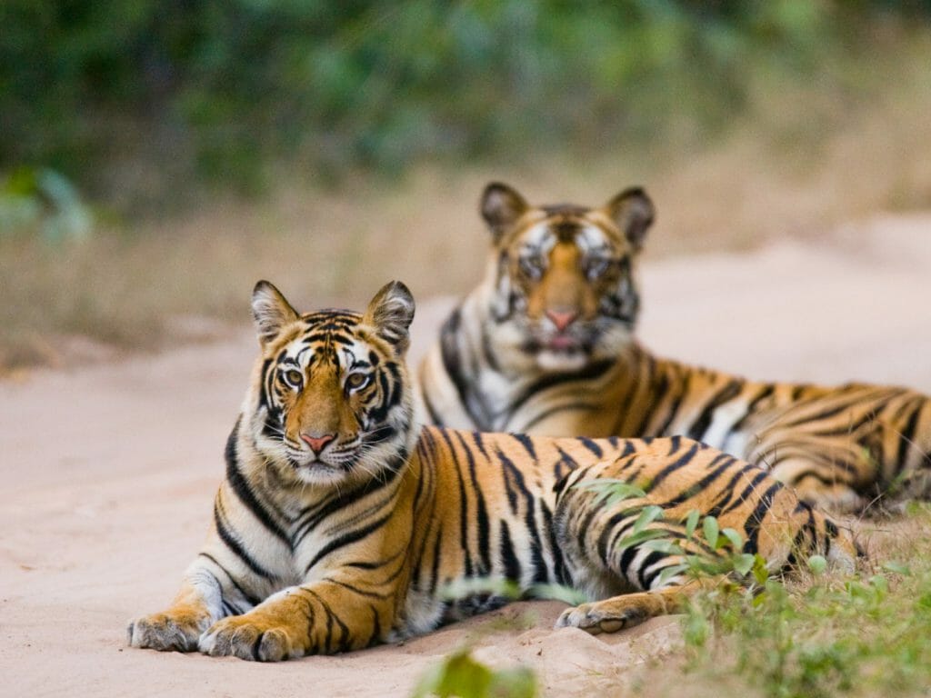 Bengal Tigers, Bandhavgarh National Park, India