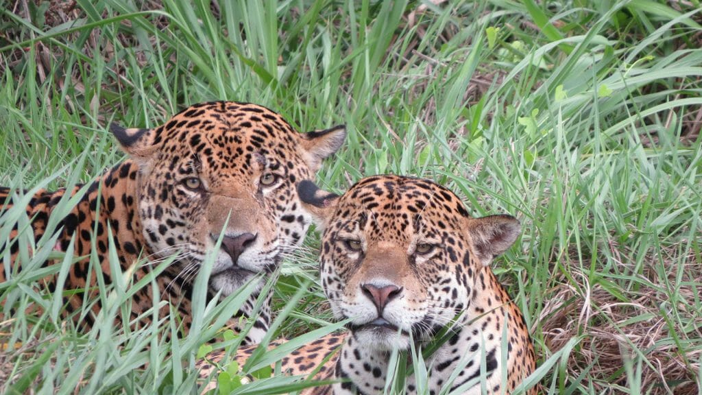 Jaguar Conservation Safari, Pantanal, Brazil