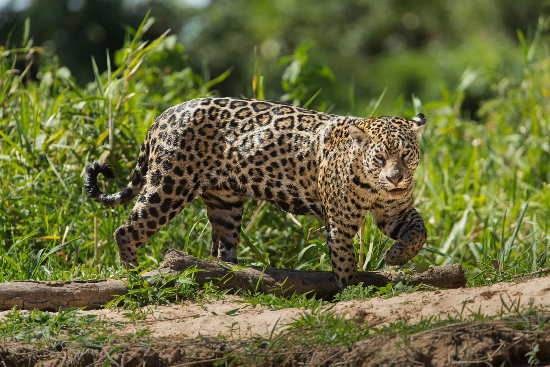 Jaguars in the Pantanal Steppes Travel