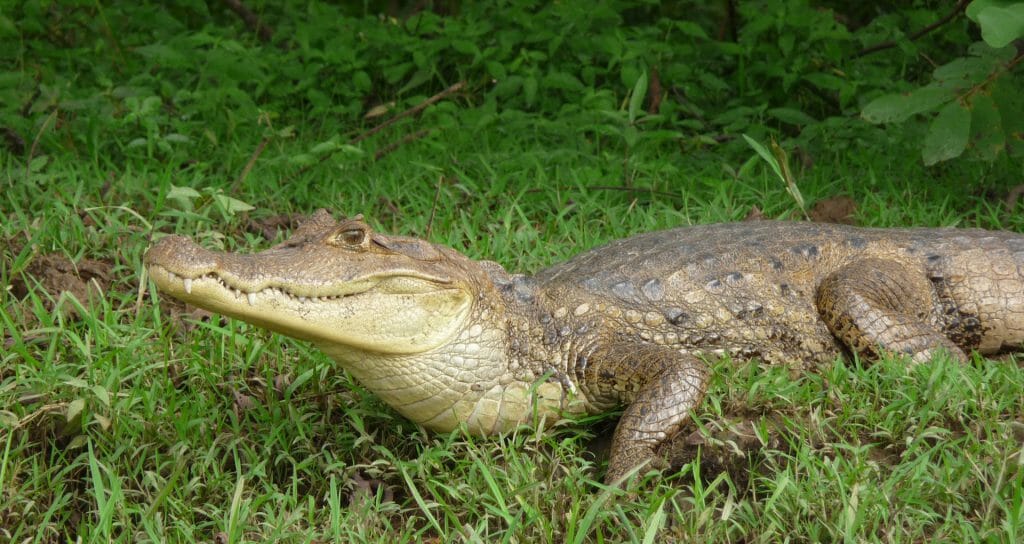 Caño Negro Natural Lodge, Cano Negro, Costa Rica