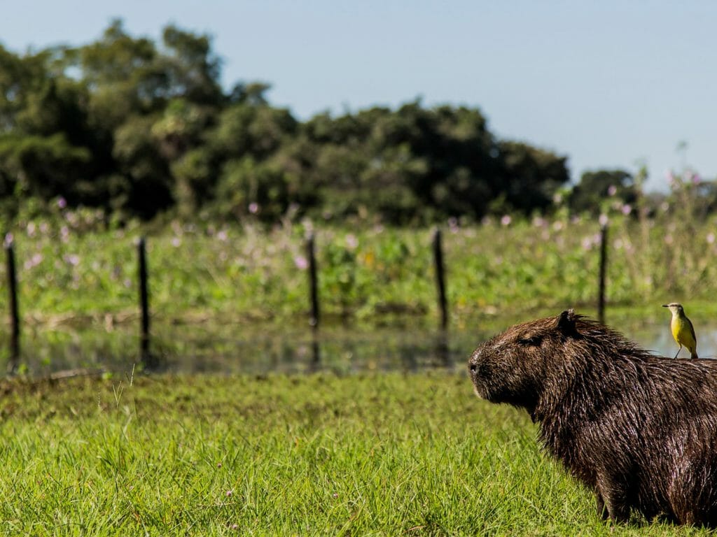 Capybara, Caiman Ecolodge, Pantanal, Brazil