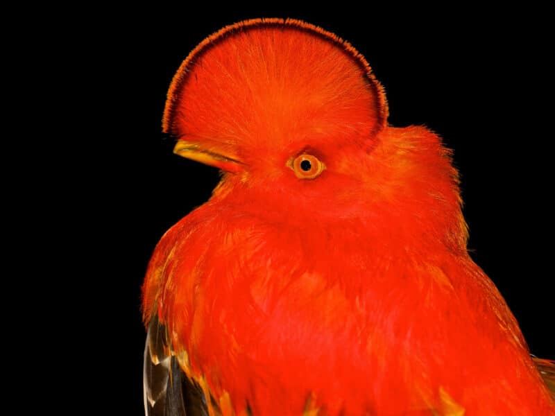 Cock of the Rock, Guyana