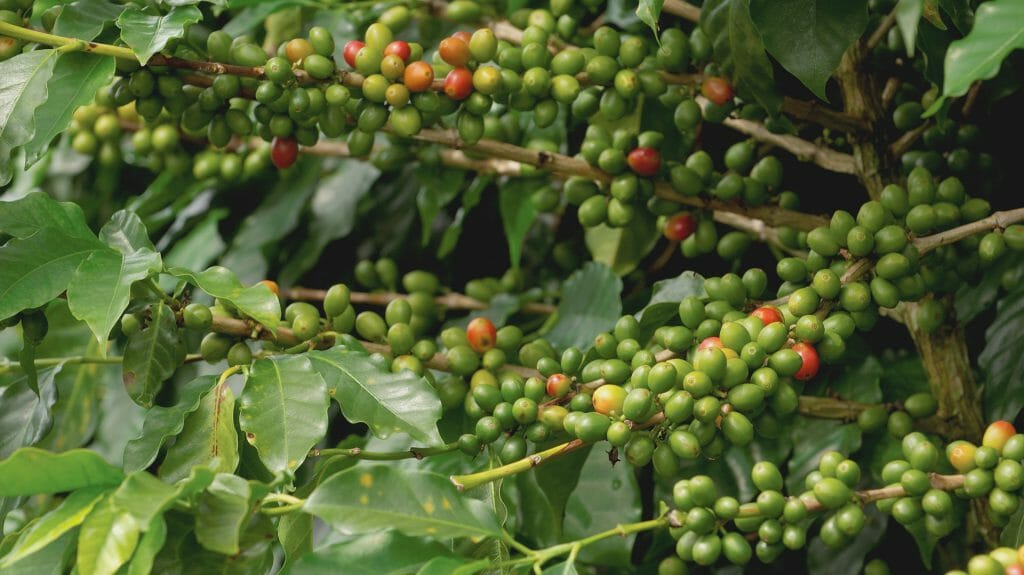 Coffee Beans on Bush, Chiriqui, Panama