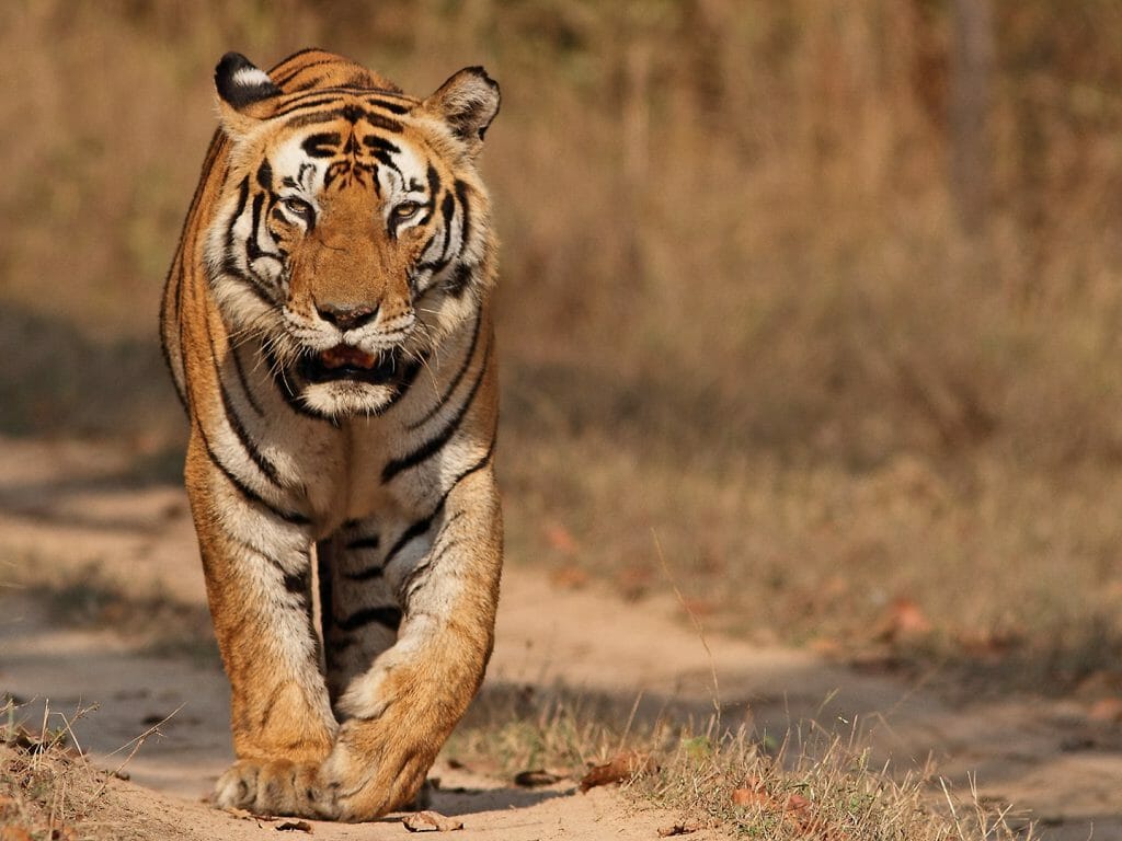 Dominant Male Tiger Munna from Kanha National Park