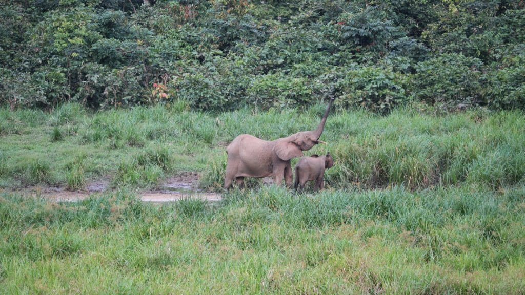Forest Elephants, Langoue Bai, Ivindo National Park, Gabon