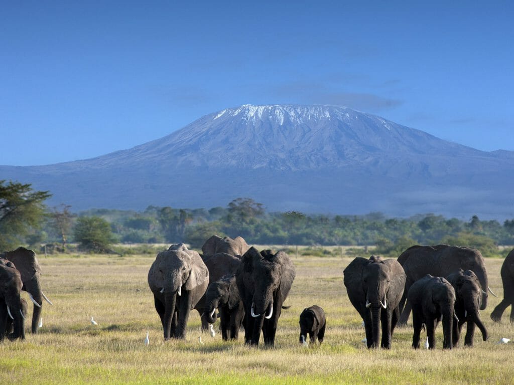Elephants, Kilimanjaro, Tanzania
