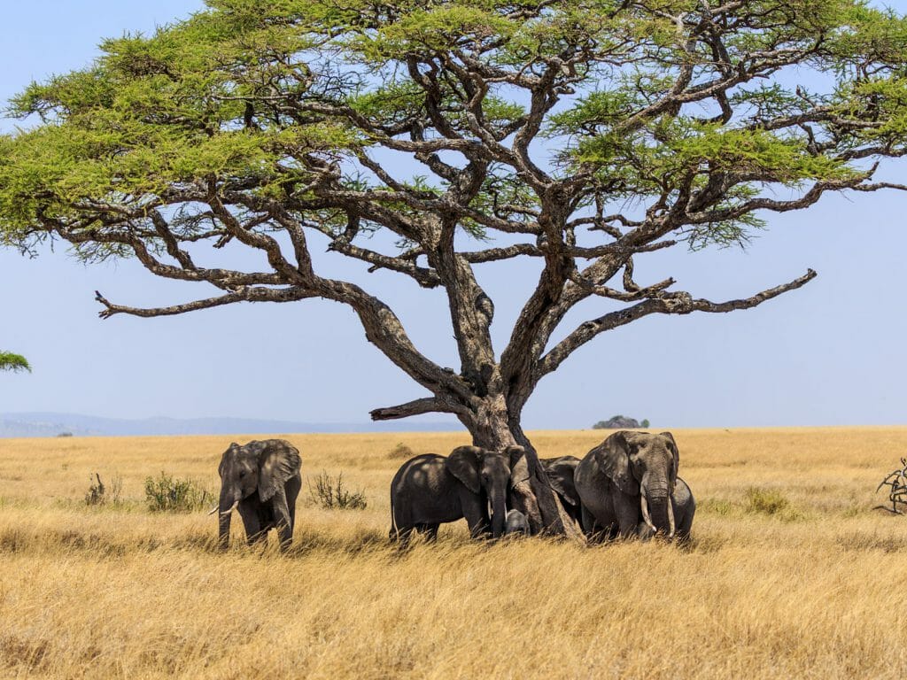 Elephants under tree, Serengeti National Park, Tanzania