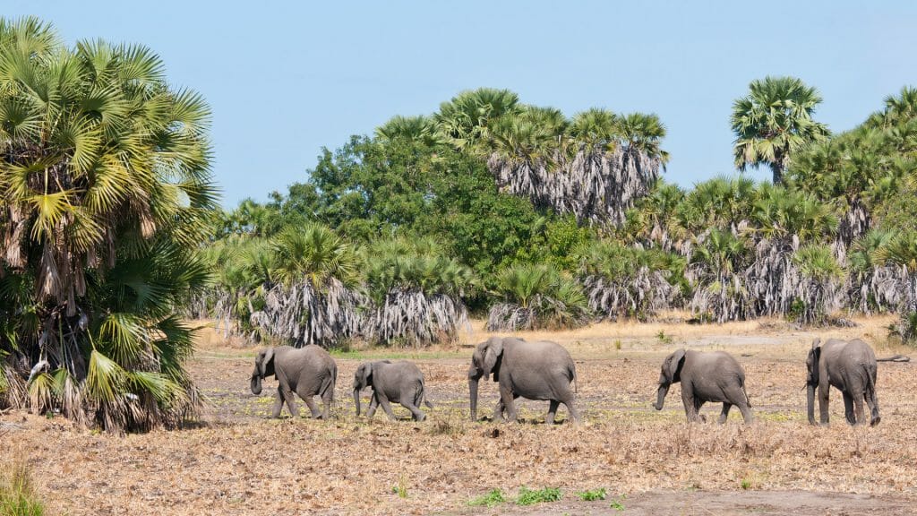 Elephants walking through Selous Game Reserve, Tanzania
