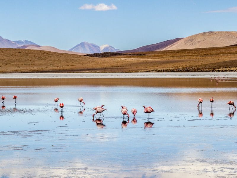 Flamingos, Siloli Desert, Bolivia