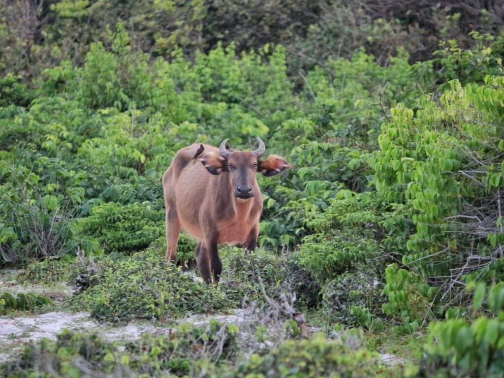Forest buffalo on the beach, Loango National Park, Gabon
