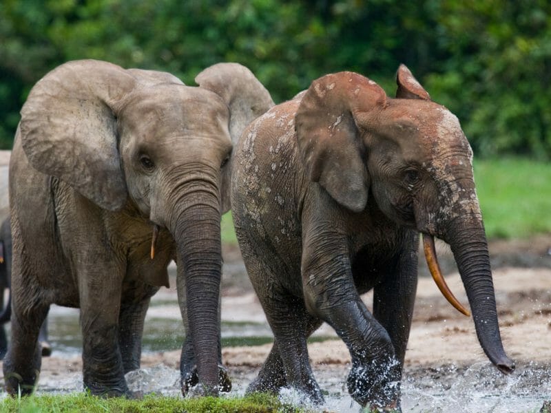 Forest Elephants, Dzanga-Sangha, Republic of Congo