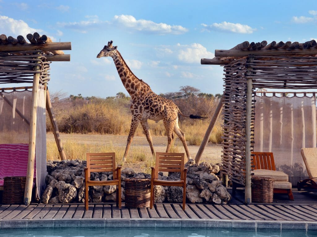 Giraffe behind swimming pool, Chem Chem, Tarangire National Park