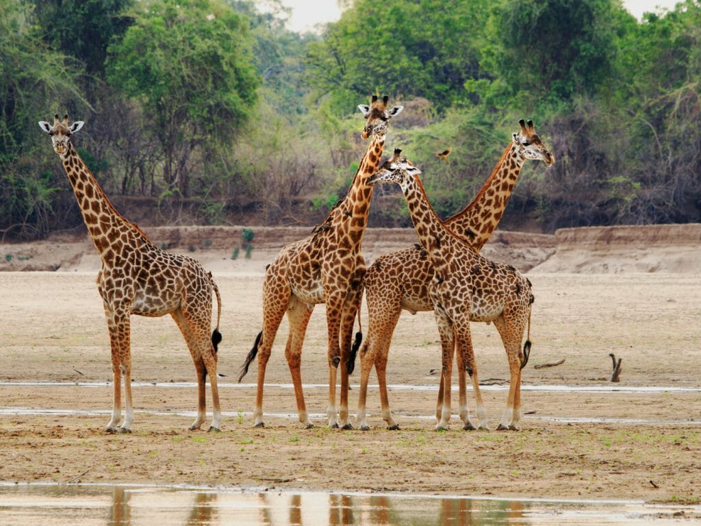 Giraffe, Luangwa Riverbed, South Luangwa National Park, Zambia
