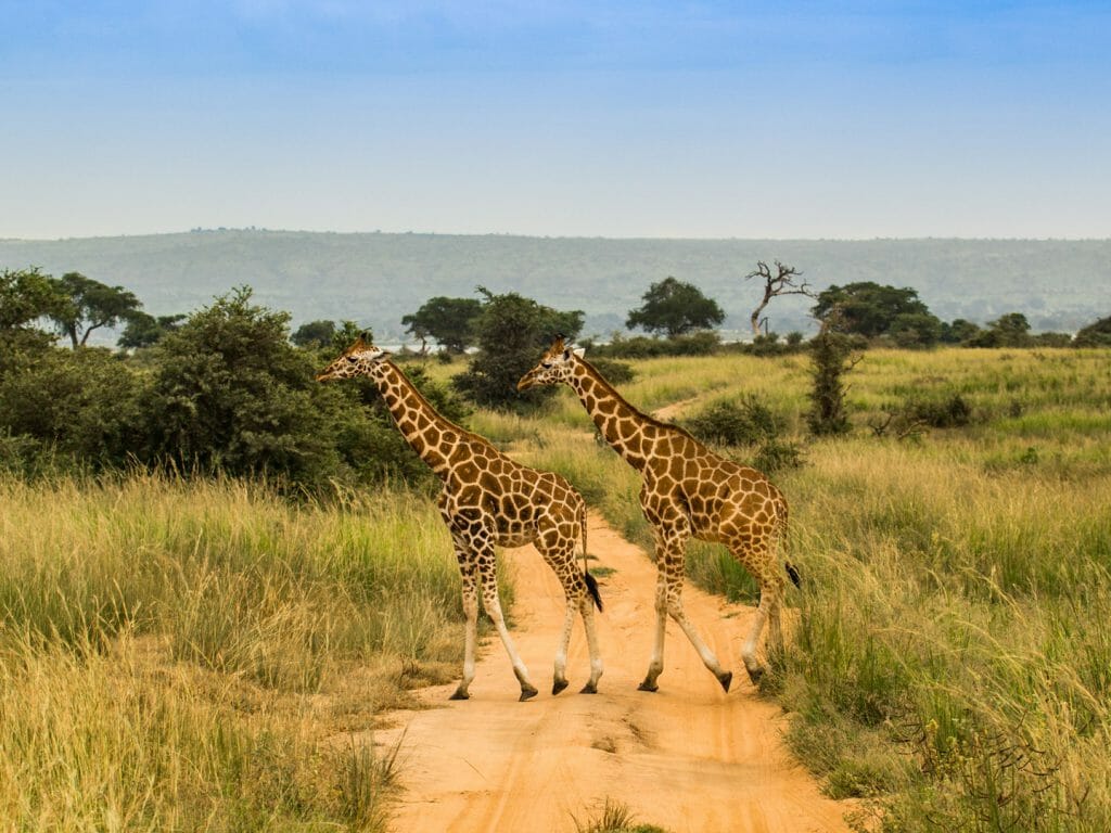 Giraffes, Murchison Falls National Park, Uganda