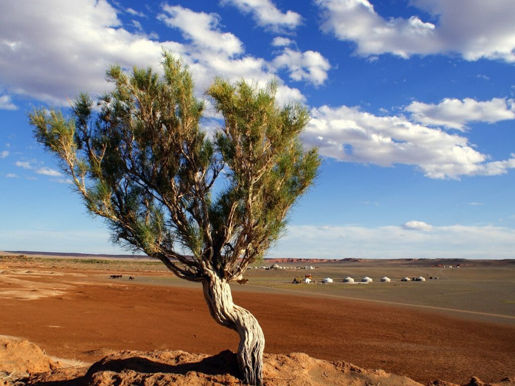 Tree in the Gobi Desert, Mongolia
