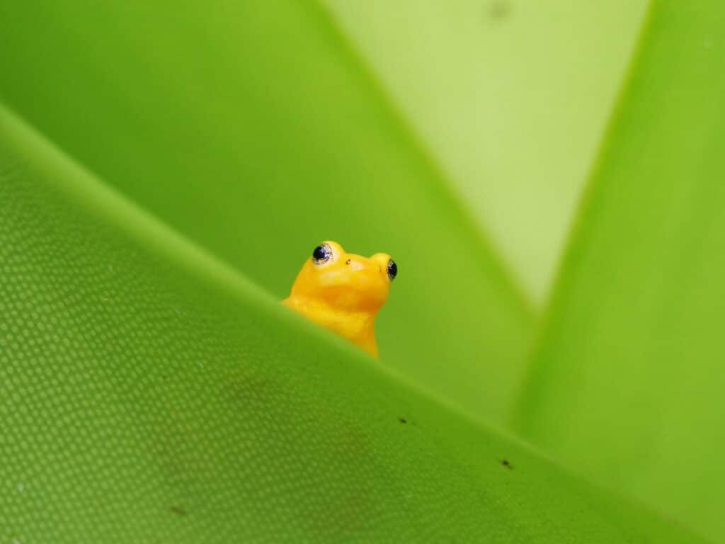 Golden Rocket Frog, Kaieteur Falls, Guyana