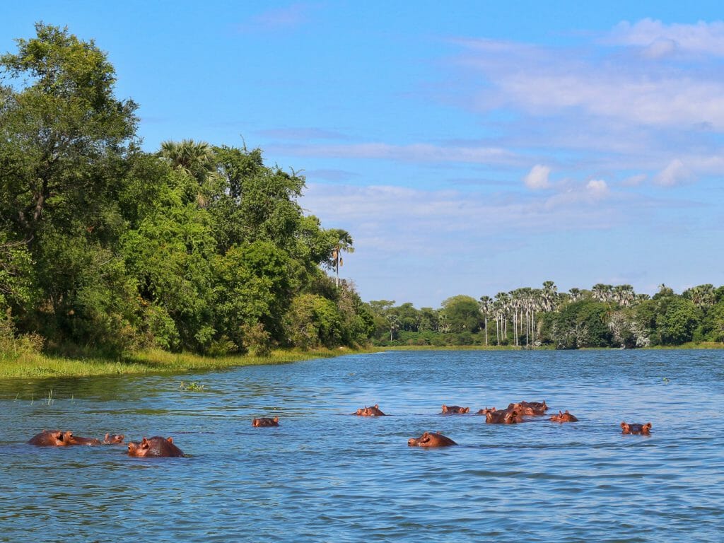 Hippos in the Shire River, Liwonde National Park, Malawi