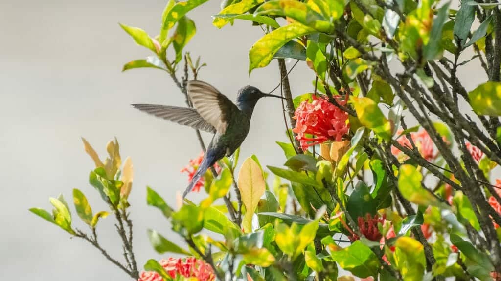 Hummingbird, Mindo, Ecuador