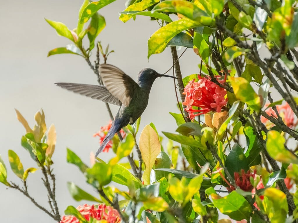 Hummingbird, Mindo, Ecuador