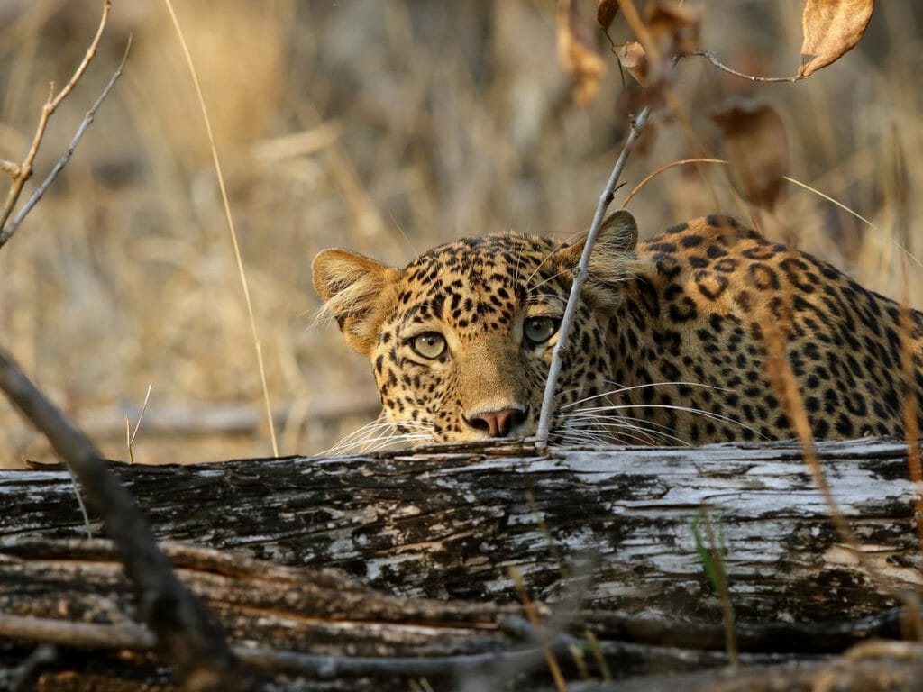 Leopard, Pench National Park, India