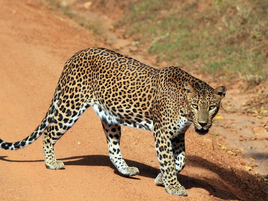 Leopard, Yala, Sri Lanka