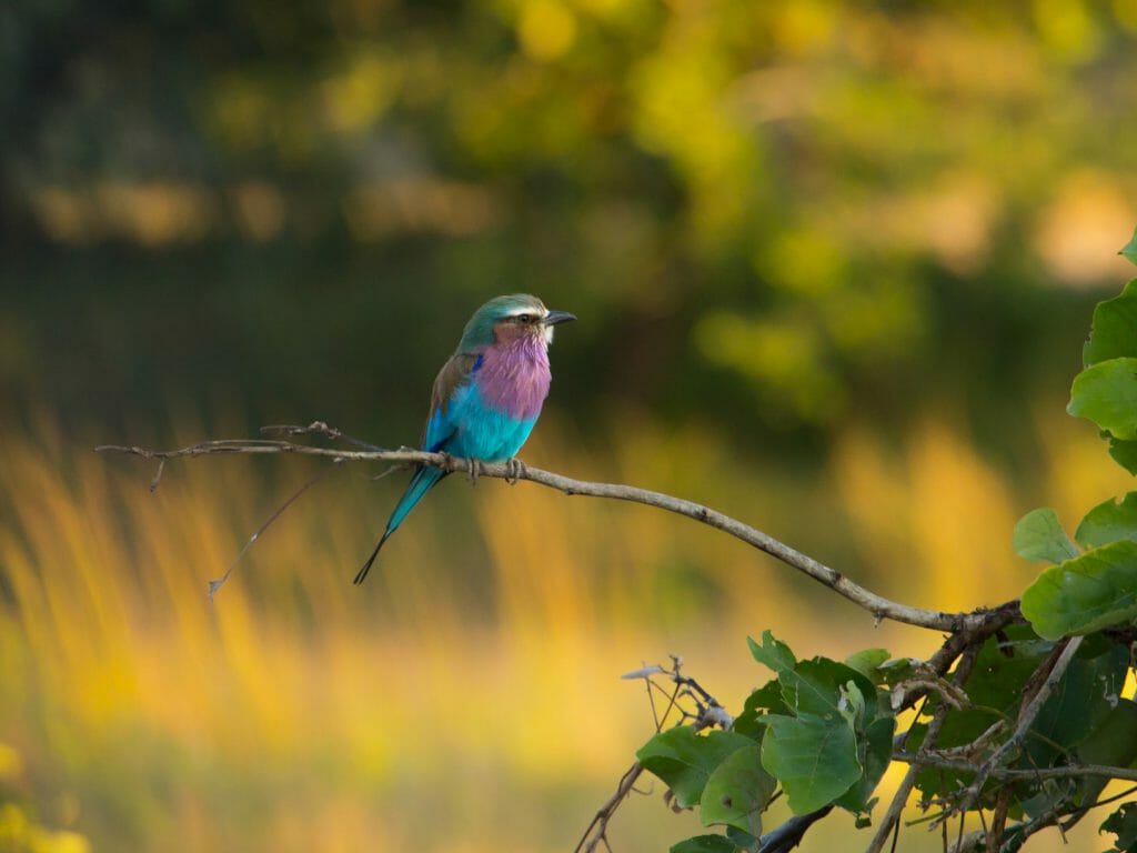 Lilac Breasted Roller, South Luangwa National Park, Zambia