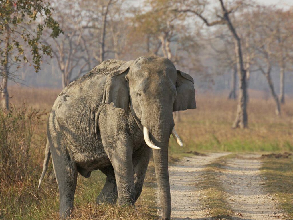 Male Asian Elephant, Kaziranga National Park, India