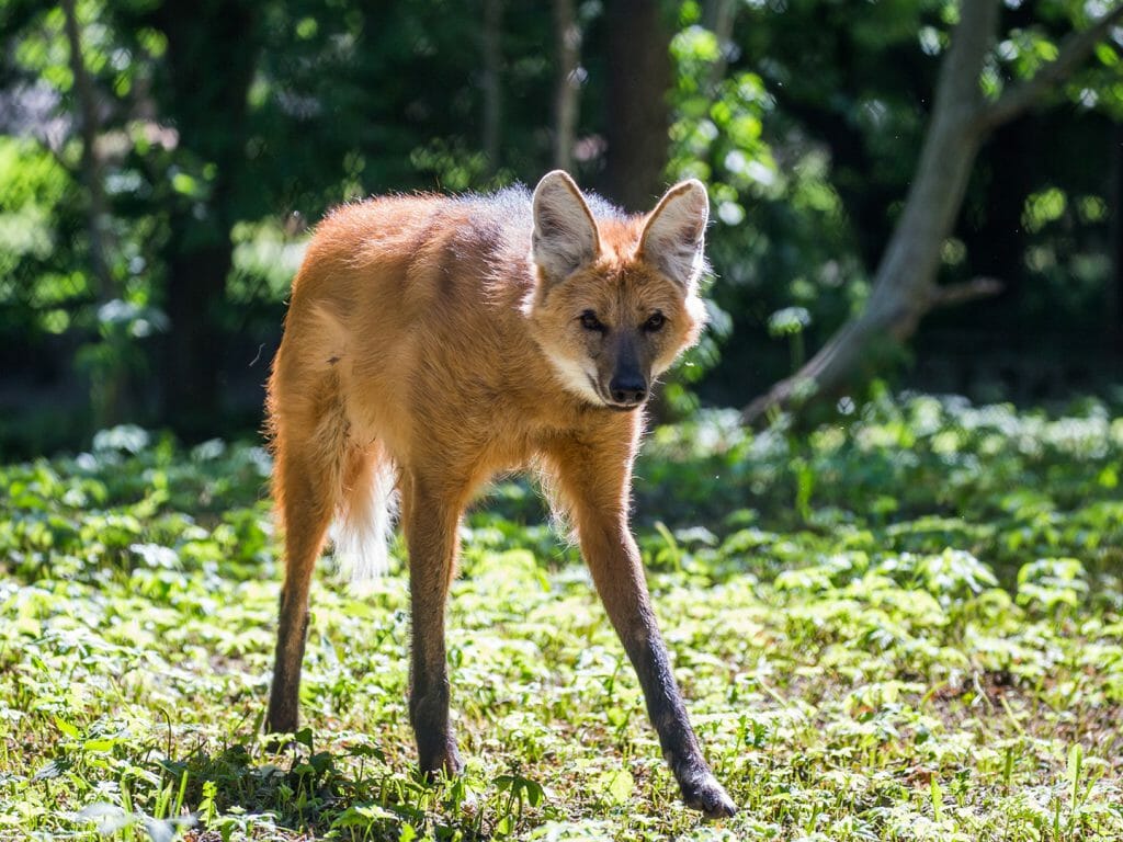 Maned wolf (Chysocyon brachyurus)