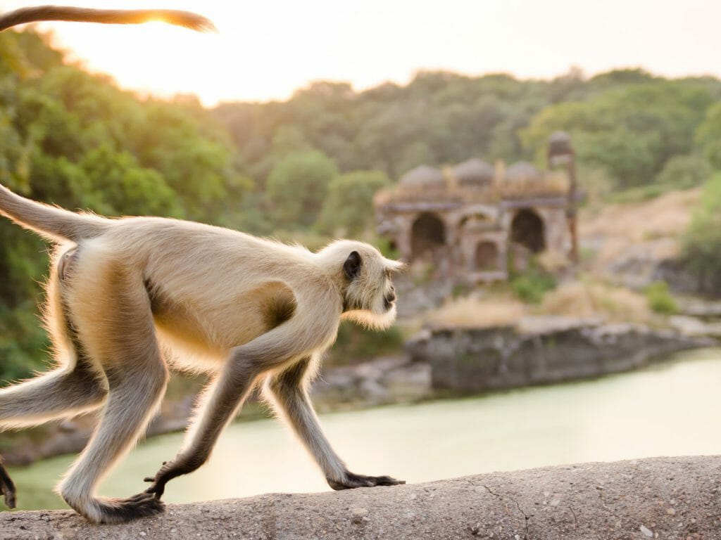 Monkey, Ranthambore, India