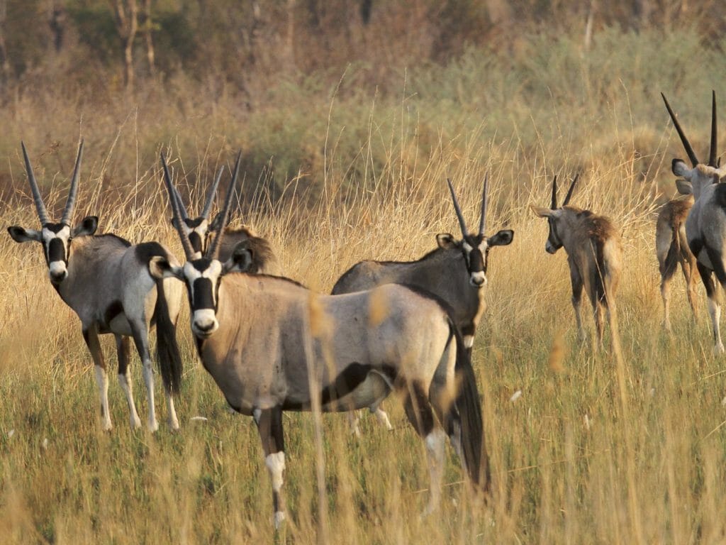 Namibia, Khaudum National Park, Oryx