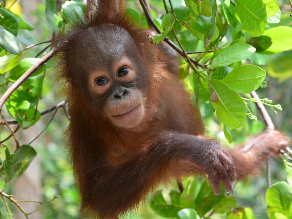 Okto the young orangutan, from the Orangutan Foundation soft release programme, Lamandau