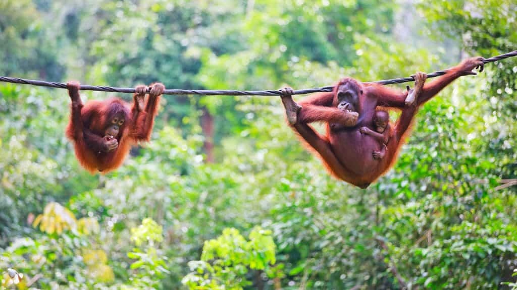 Orangutan, Borneo