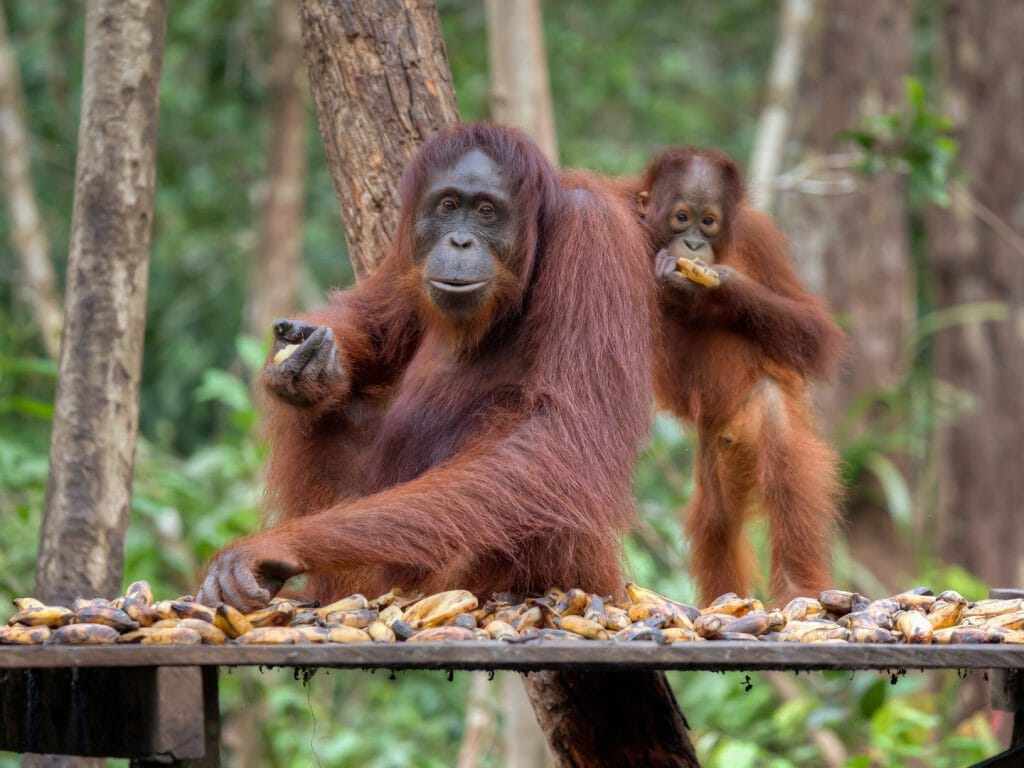 Orangutan, Camp Leakey, Borneo, Indonesia