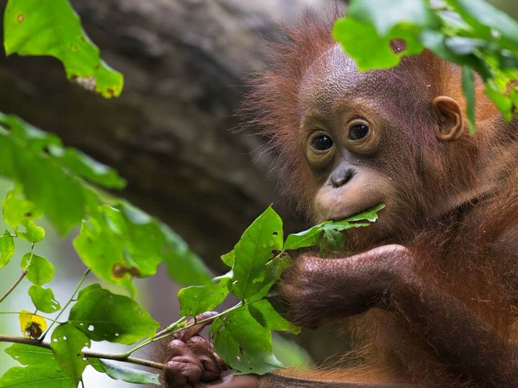 Orangutan in the jungle of Borneo, Malaysia