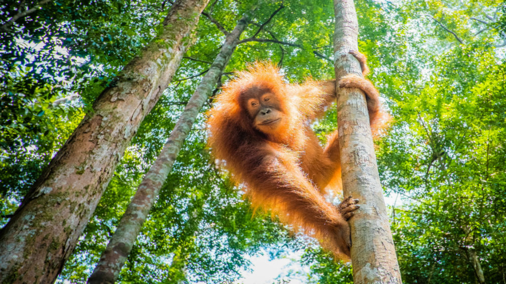 Orangutan in the jungle of indonesia, Borneo
