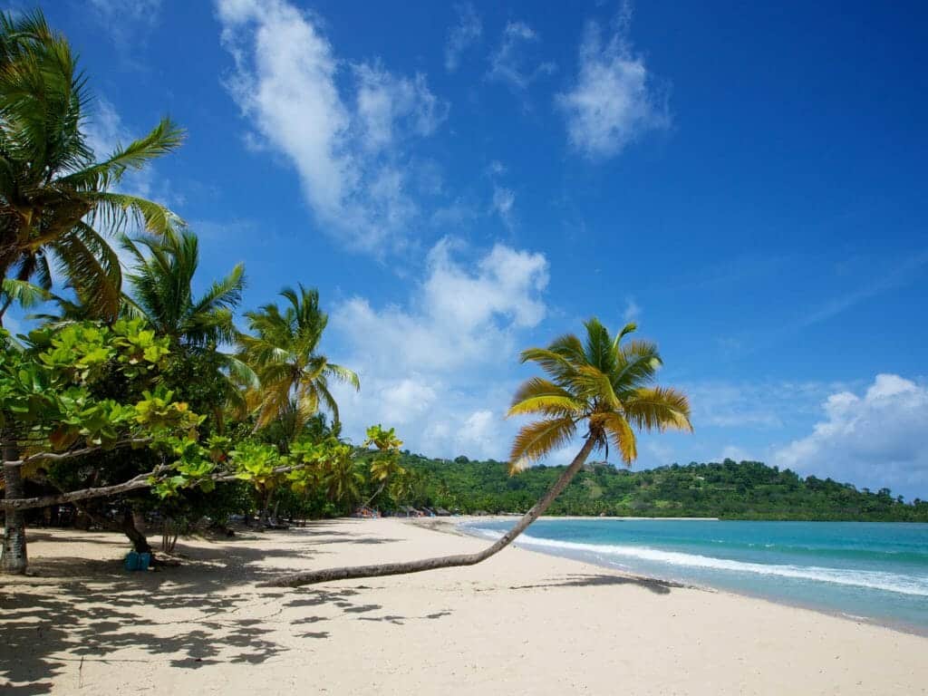 Overhanging palm tree on the white sands of Andilana Beach, Nosy Be, Madagascar