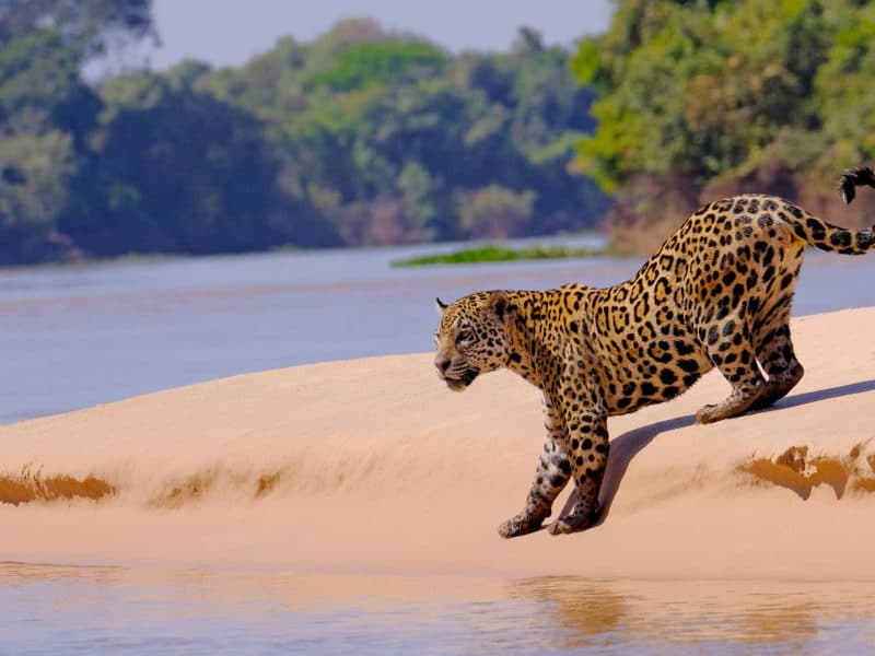 Jaguar, Pantanal, Brazil