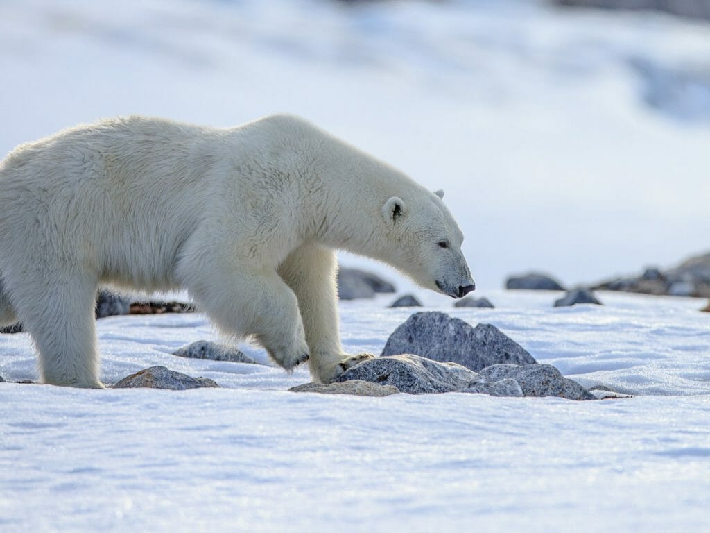 Polar Bear, Spitsbergen