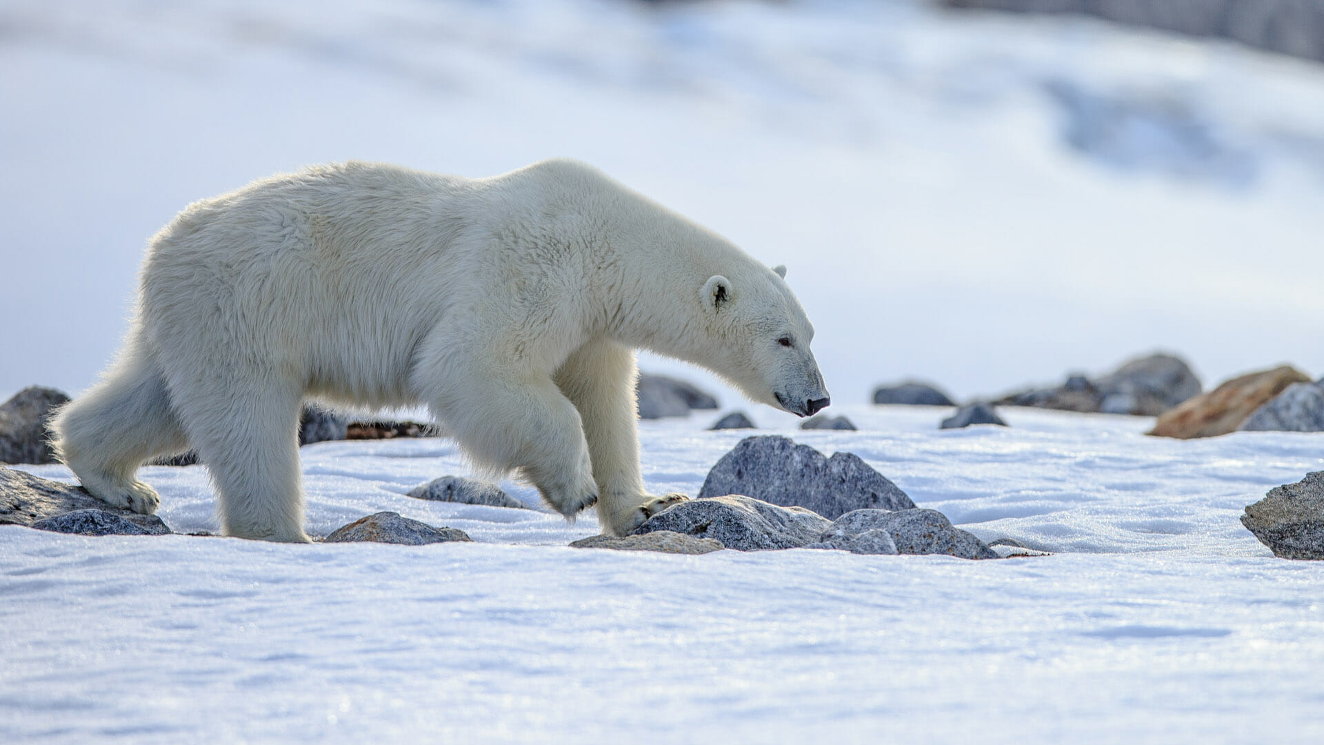 Arctic Wildlife: the Big 5 | Blog | Steppes Travel